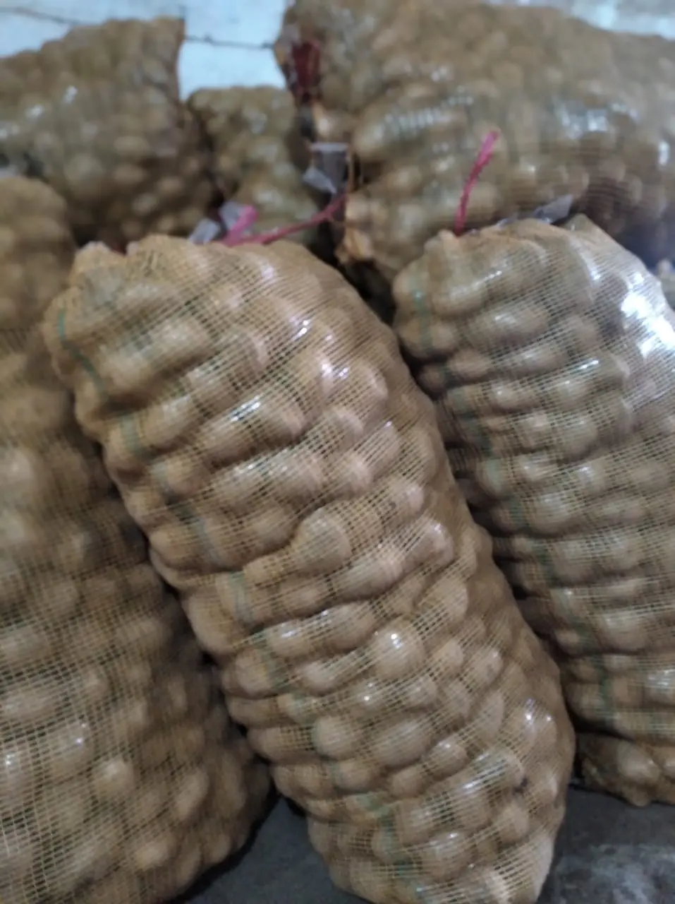 Harga kentang sumatra barat terdekat di Tanjung Harapan
