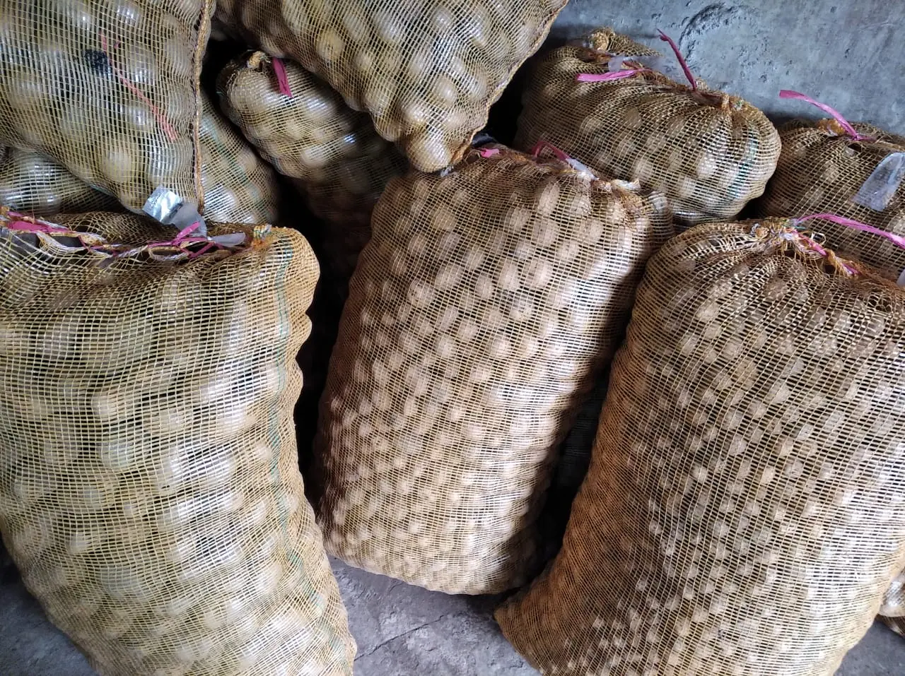 Harga kentang sumatra barat terbaik di Padang