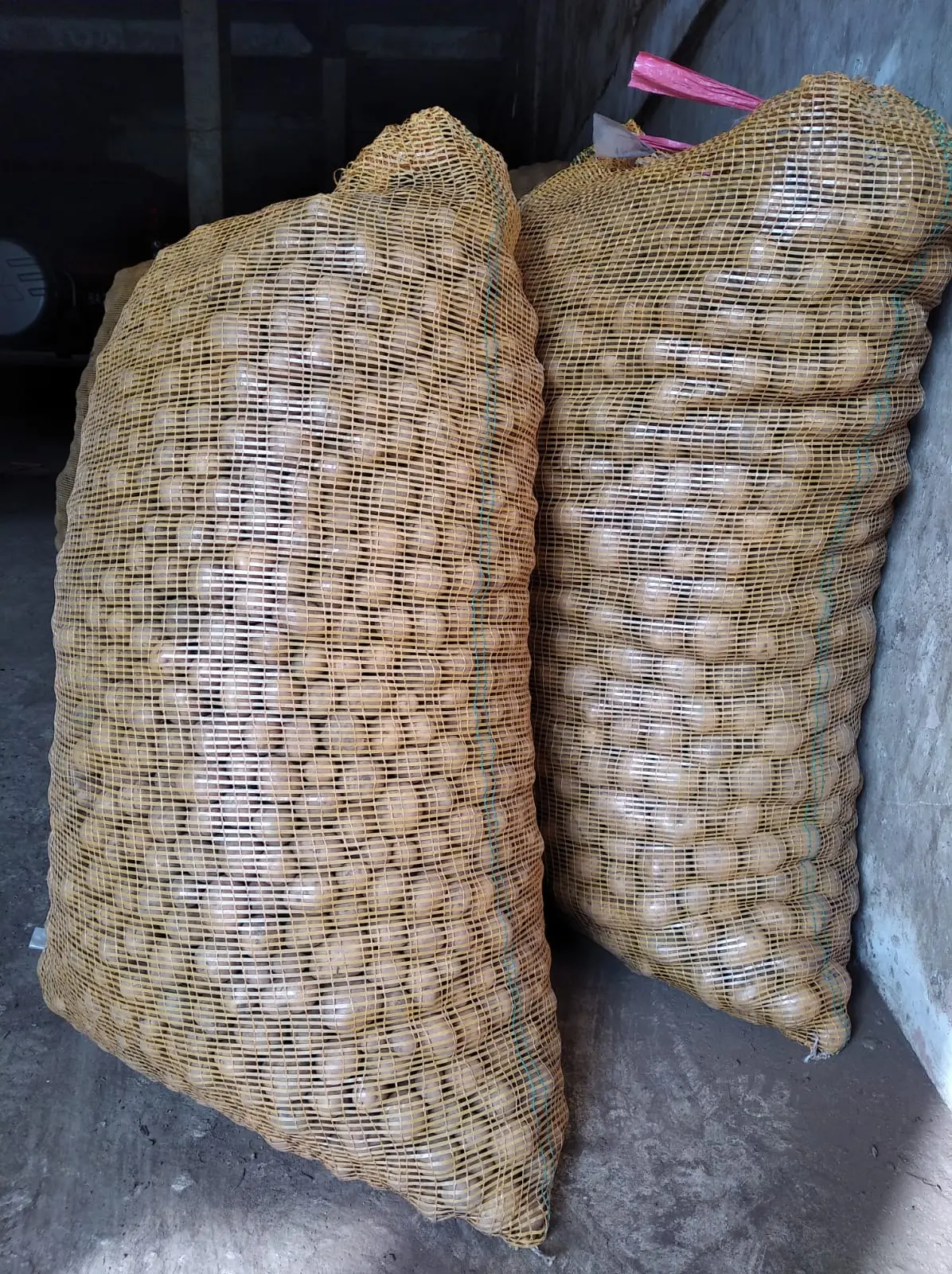 Harga kentang sumatra barat terbaik di Lubuk Sikarah