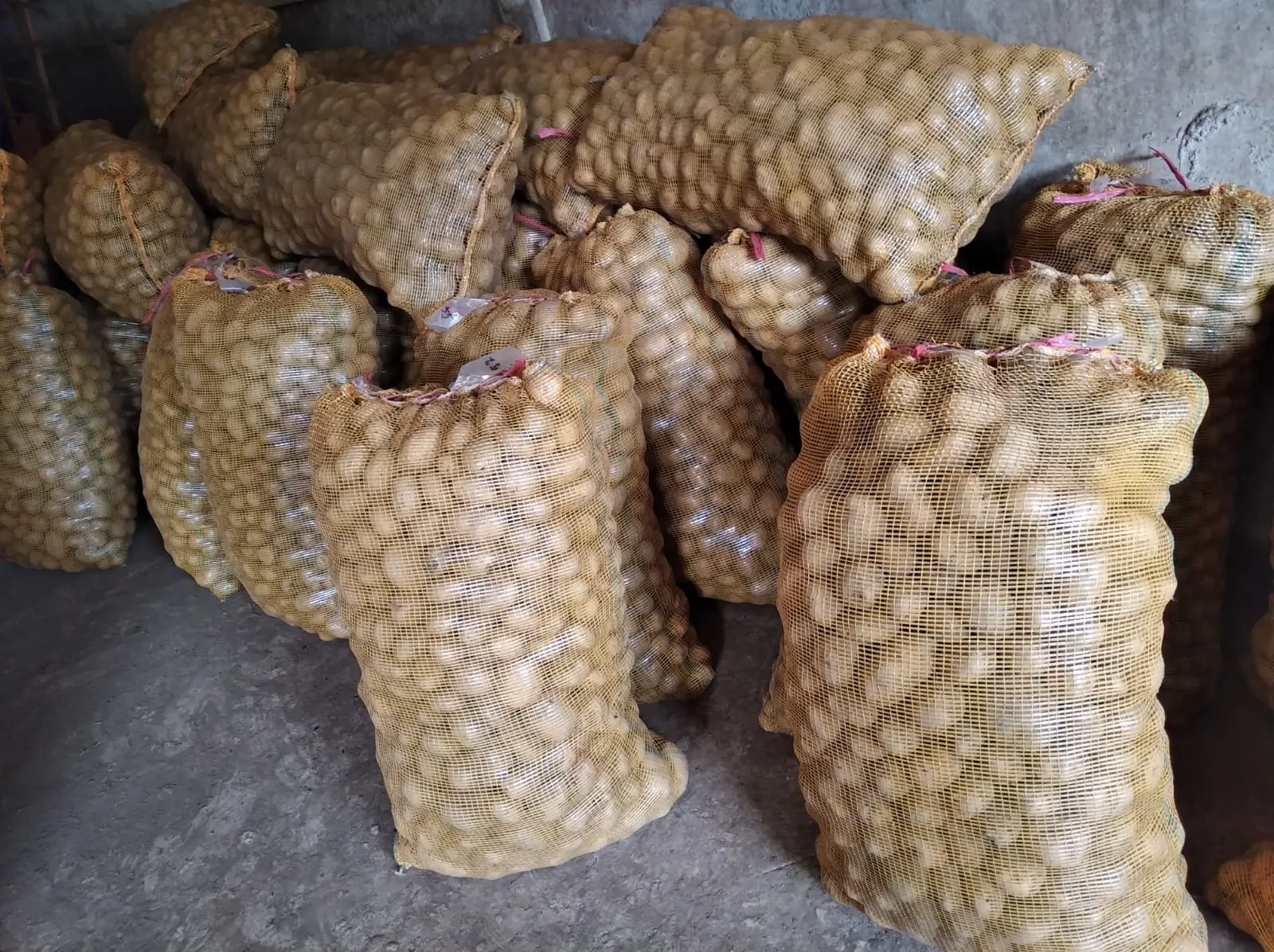 Harga kentang fresh terbaik di Kampai Tabu Karambia