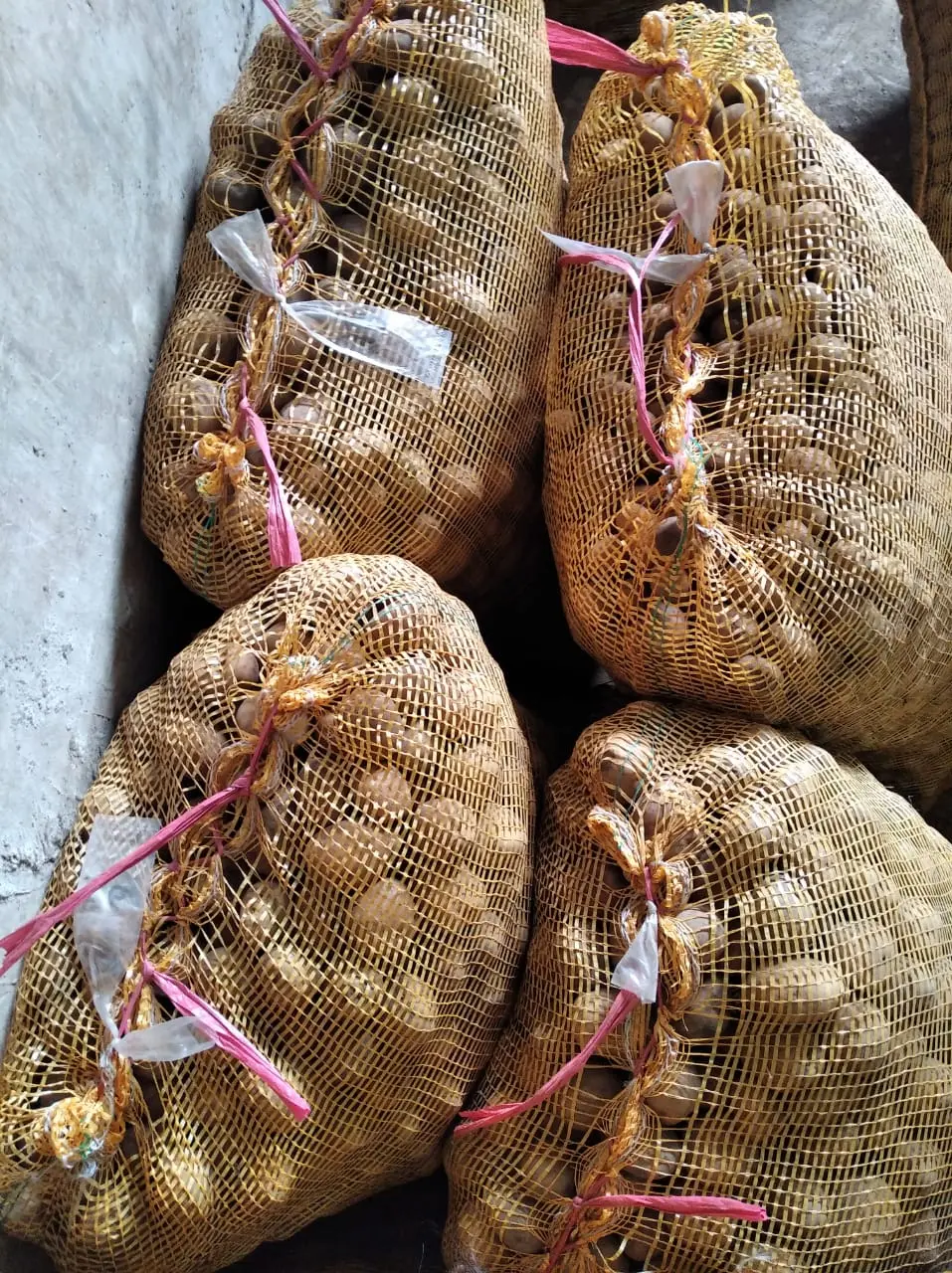 Harga kentang sumatra barat terbaik di Aro IV Korong