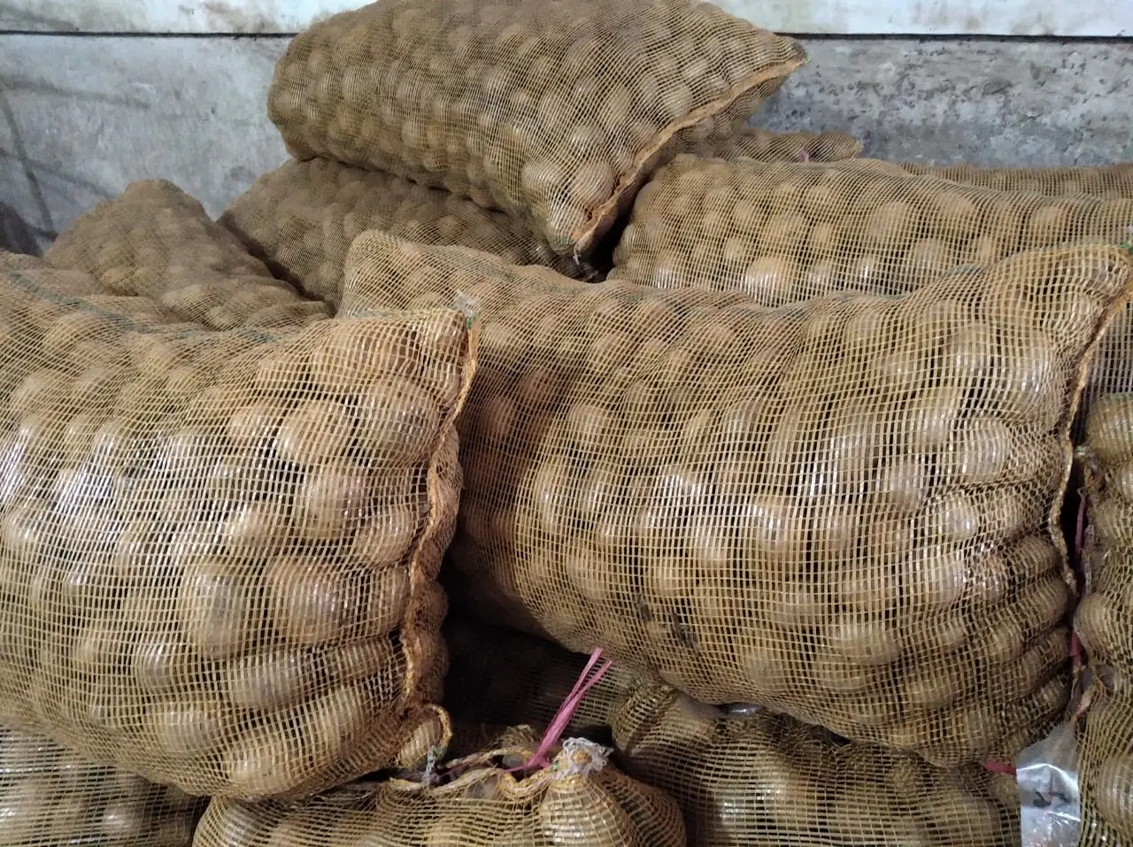 Menjual kentang sumatra barat terbaik di Pekan Baru