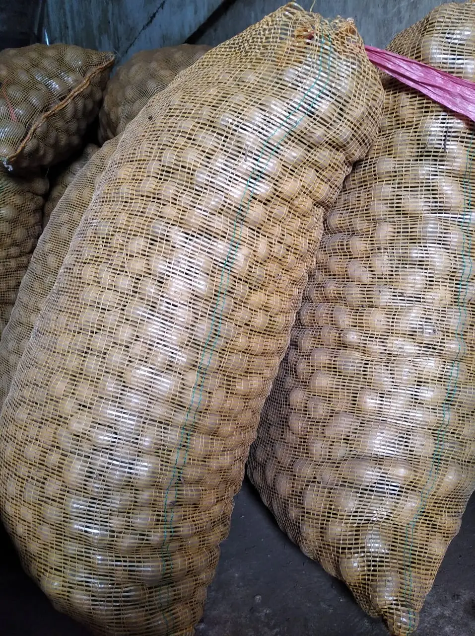Harga kentang solok terbaik di Kampung Jawa